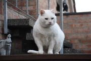 DSC_1521