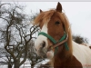 smoking_horse