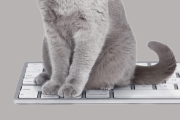 Katze-Tastatur2