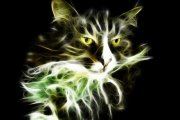 Katzen