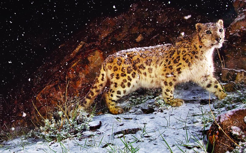 Snow-Leopard-Flurries