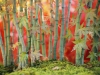 Bamboo