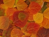 Fall-Leaves