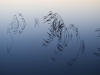 Pond-Reeds