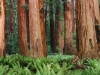 Redwoods