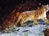 Snow-Leopard-Flurries