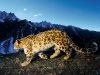 Snow-Leopard-Prowl