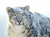 Snow-Leopard