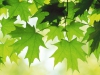 Summer-Leaves