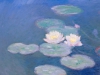 Waterlilies