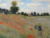 Wild-Poppies