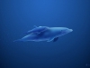 vladstudio_dolphins_1440x900