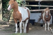 IMG_4812