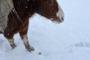 IMG_4953