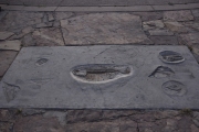 DSC5517