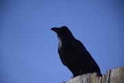 DSC5521