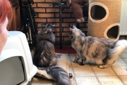 Coonies