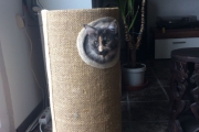 481