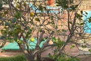 LYPL9045
