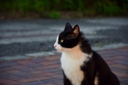 DSC_4961
