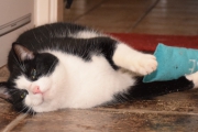 Nepumuk-Catnip