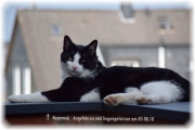 nepi